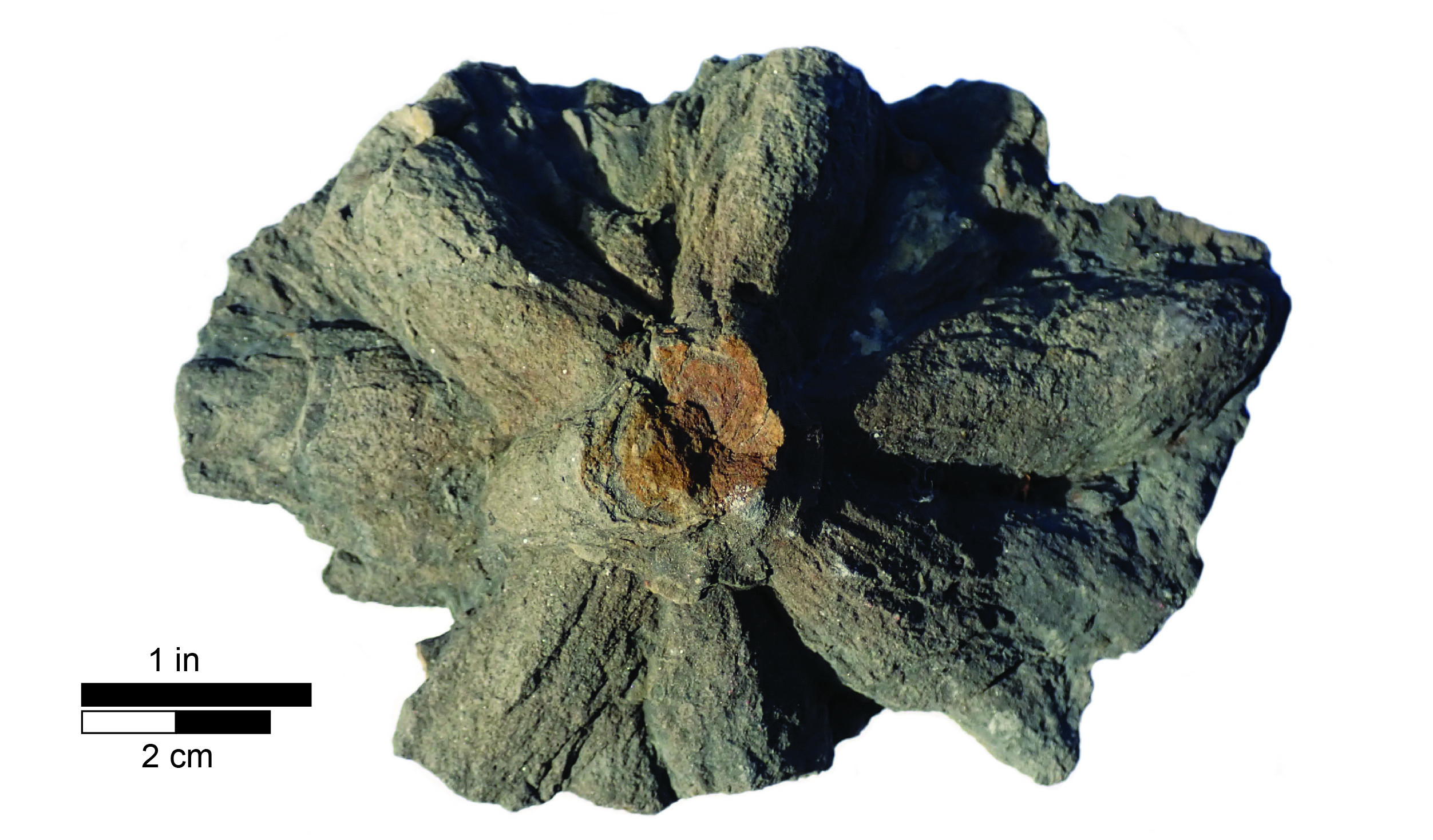 Asterosoma Fossil